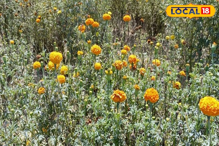 News18