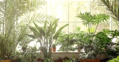 सर्दियों में प्लांट्स की केयर 