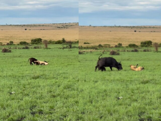 Lion-hunted-lion-attacked-lion-vs-buffalo-buffalo-attacks-lion-herd-of-buffaloes-wildlife-viral-2025-04-1f0b1a99d709a91a044757dc67eed17f Buffalo clashed with a lioness to save the calf!