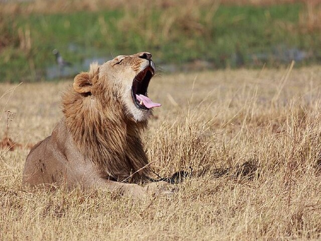 Lion-roar-202-1200-900-Wikimedia-Commons-2025-04-2a8f1780266b206719c11d43420b9035 A 14 -year -old girl died of a lion attack in Kenya National Park.