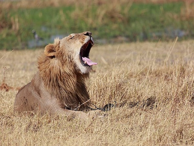 Lion-roar-202-1200-900-Wikimedia-Commons-2025-04-2a8f1780266b206719c11d43420b9035 A 14 -year -old girl died of a lion attack in Kenya National Park.