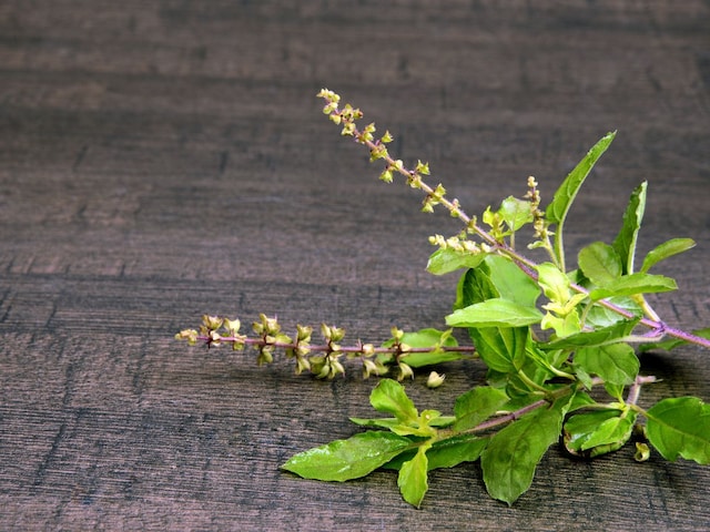 समस्याओं का अंत और सेहत में सुधार! बड़े संकेत हैं तुलसी के पौधे में मंजरी आना! समस्याओं का अंत और सेहत में सुधार! बड़े संकेत हैं तुलसी के पौधे में मंजरी आना!