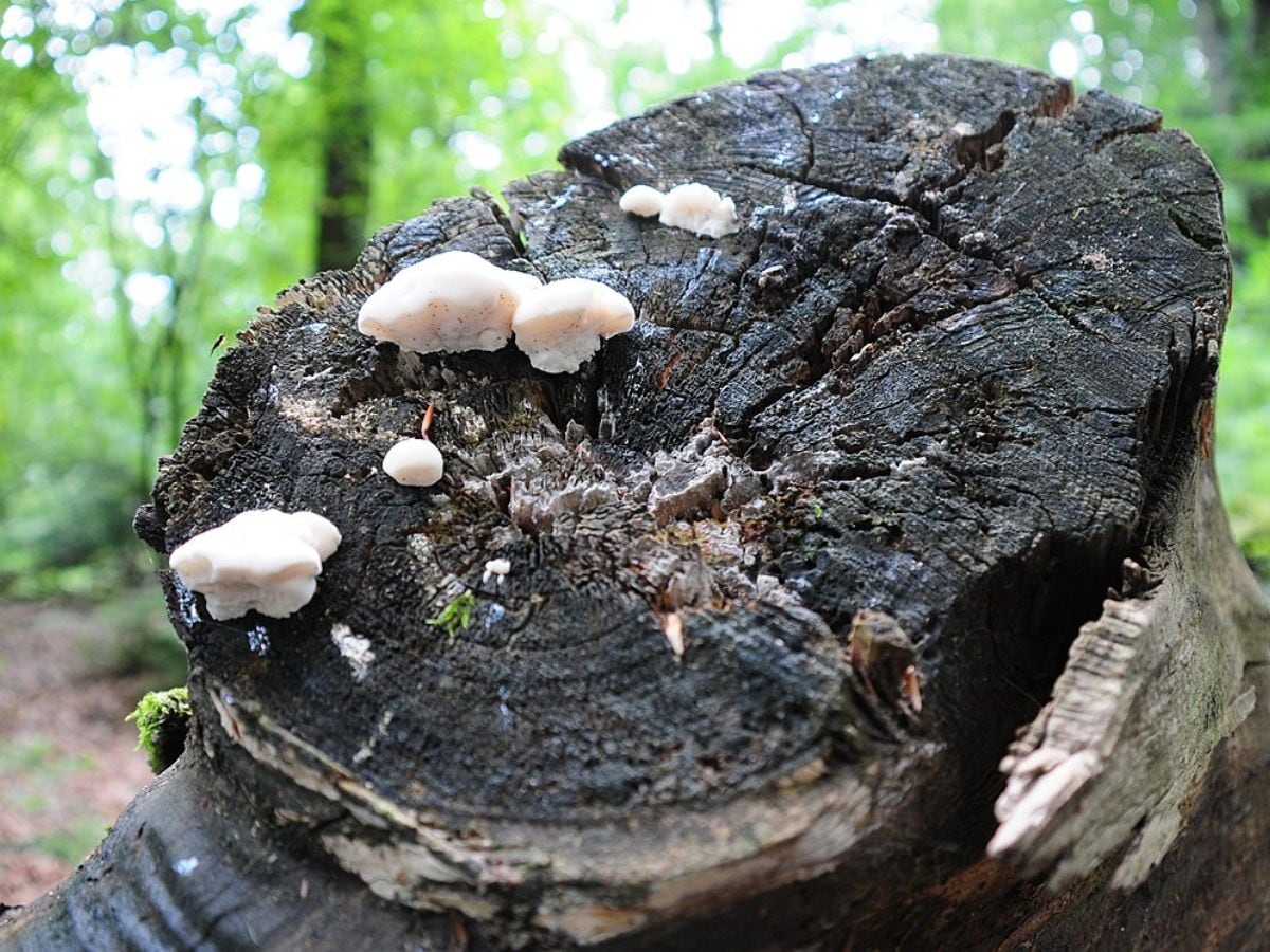 Mashroom-Amaropostia-stiptica-401-WC-2025-04-5ecc72074ec59d39aa067255ee55f0cb World's most bitter mushrooms: Discover of Amaropocatia Stiptika