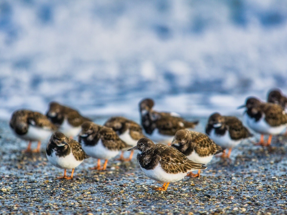 Migratory-Birds-204-1200-900-Pixabay-2025-04-d559dae6a683c67117a191bfc3b056a2 In birds, music is composed like humans, their traditions and songs, research told how!
