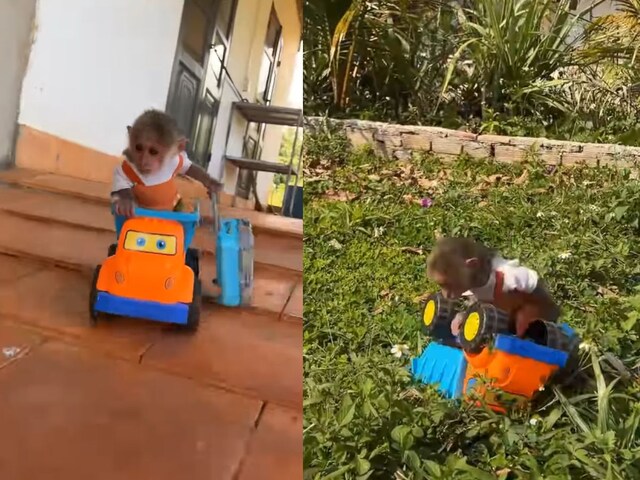 Monkey-cute-little-401-Instagram-2025-04-44407760bc8efb98cc80585b978c271f Cute monkey from home in small truck, small accident on the way