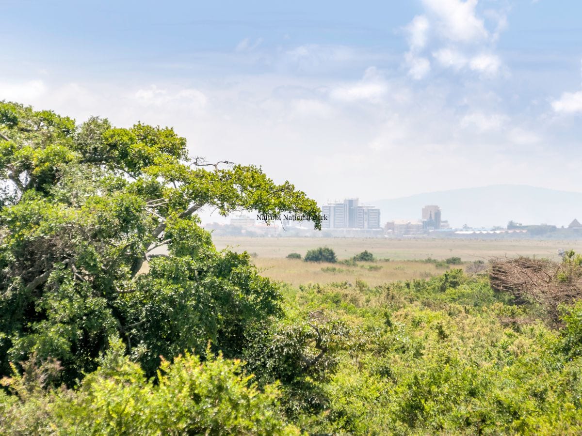 Nairobi-National-Park-401-Canva-2025-04-ca1c432b86b5b0fa798ccd3f21269bec A 14 -year -old girl died of a lion attack in Kenya National Park.