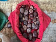 एक बीज, सौ फायदे, पत्थर जैसा दिखता है, मगर सेहत में करता है कमाल, जानें सब कुछ