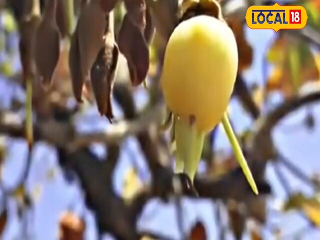 Mahua