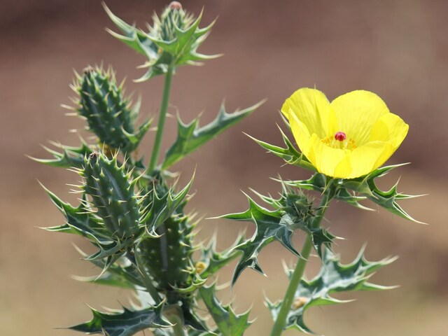 इस पौधे को जड़ समेत पूरा खा जाइये, नपुंसकता दूर करने में कारगर !