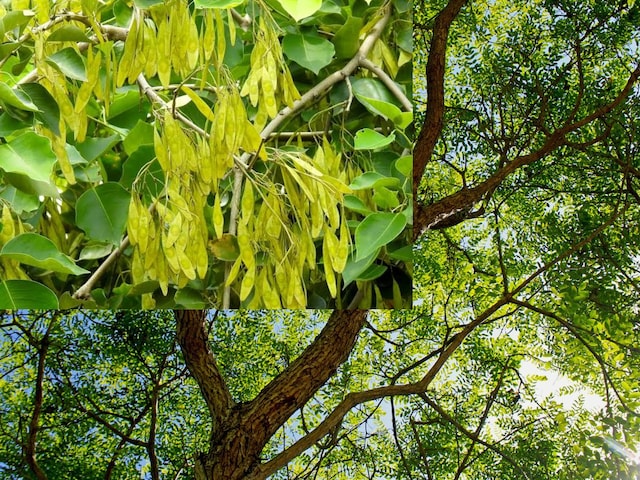 लोहे जैसे मजबूत इस सख्त लकड़ी के पत्तों में छिपा है अनमोल खजाना लोहे जैसे मजबूत इस सख्त लकड़ी के पत्तों में छिपा है अनमोल खजाना