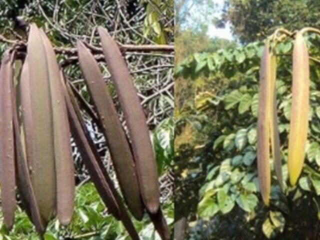 This is extremely powerful trees, its leaves, bark, fruit of medicinal properties