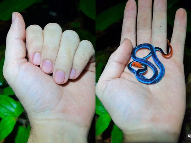 Snake-in-fist-401-Instagram-grab-2025-04-06338d1f61503b7ec4674128a65342da 'Is it cute or scary?' When a little snake shown hidden in the hand of the hand, people gave interesting answers!