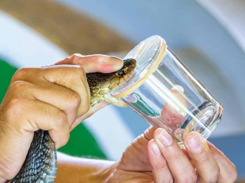 Snake venom, सांप का जहर, Snake types, सांप के प्रकार, Rattlesnake venom, रैटलस्नेक का जहर, Venom research, जहर पर शोध, complexity of snake venom,