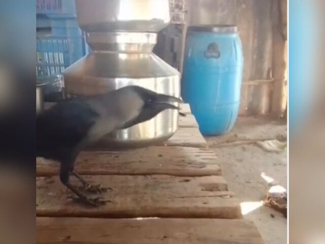 Untitled-design-45-2025-04-0cf48373b112ff3dcfcbedf845231a14 Unique crow started speaking like humans, says 'Papa-Mammy', video is becoming viral