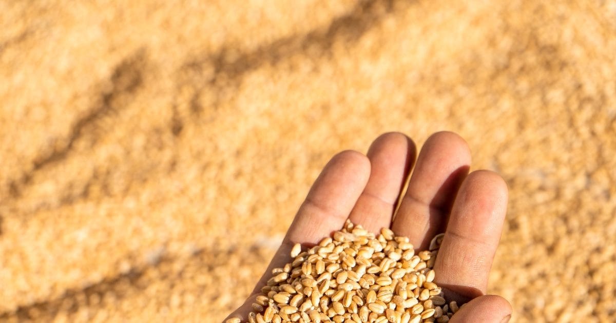 खेत में खराब हुई गेहूँ की फसल