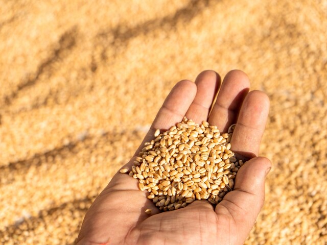 बारिश की मार! अनुमान से एक करोड़ टन रहेगा गेहूं का उत्‍पादन