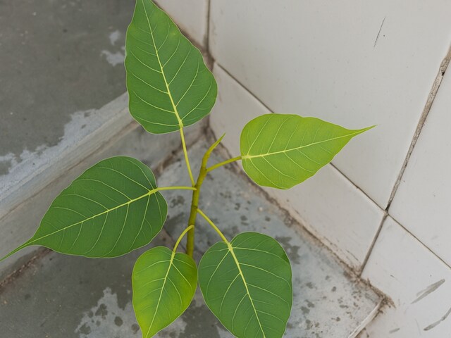 घर में उग गया है पीपल का पेड़? इस बात का हो सकता है संकेत! ऐसे हटाएं