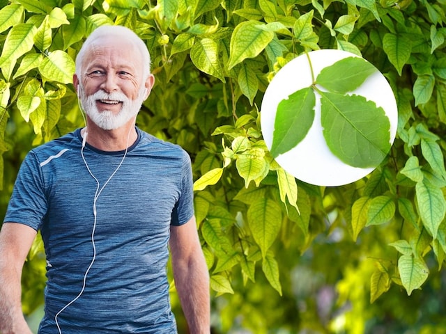 शुगर से लेकर पाचन तक में फायदेमंद है भगवान शिव का यह पसंदीदा पौधा शुगर से लेकर पाचन तक में फायदेमंद है भगवान शिव का यह पसंदीदा पौधा