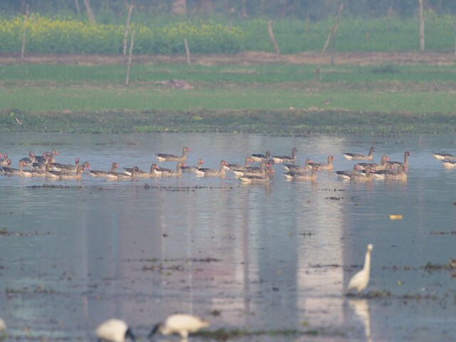 नेचर लवर्स के लिए स्वर्ग से कम नहीं यूपी के इस जिले के वेटलैंड्स