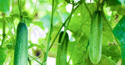 गर्मी के मौसम में खीरे का भाव 20 से 25 रुपये प्रति किलो तक रहता है. शादी-विवाह के सीजन में इसकी मांग और भी बढ़ जाती है. सही समय पर खेती करने से किसान एक एकड़ में अच्छा मुनाफा कमा सकते हैं. अगर किसान मार्च में खीरे की खेती शुरू करते हैं, तो गर्मियों में यह फसल उन्हें कम समय में बंपर कमाई दे सकता है और आय बढ़ाने का बेहतर विकल्प बन सकता है.