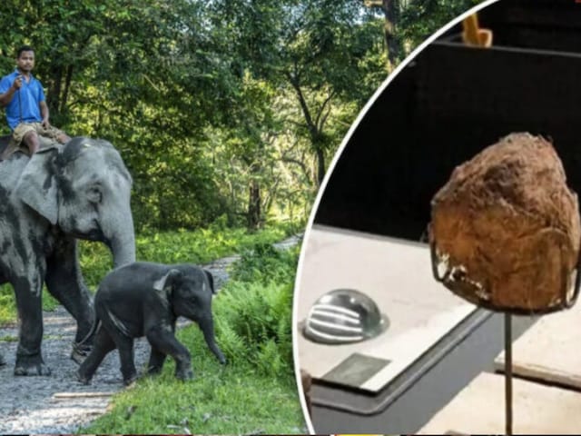 elephant-dung-laddu-2025-04-e33fe934c692ed526b43d47f0c259114 Laddus are made with elephant dung, people coming from far and wide will price a plate