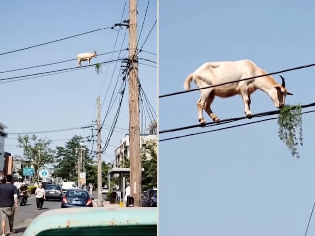 goat-walk-on-cable-2025-04-7940fe9ff5823b1ace8c334b5f1635b0 'This is sure AI!' The goat seen moving on the electric wire, eating the stuck grass, did not believe seeing it!
