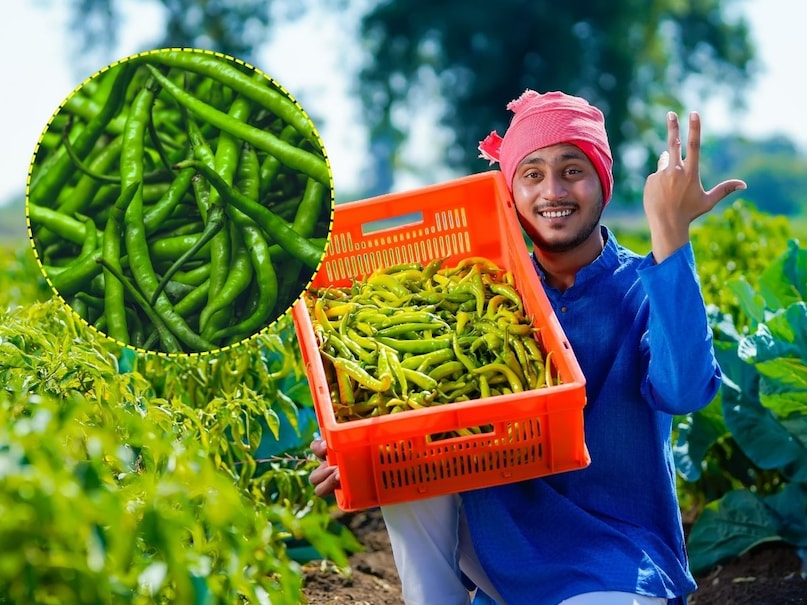 chilli crops, threat of pests on chilli crops, chilli crops pests, chilli pests, tips and trciks, farming tips, chilli farming, Root rot in chilli , chilli farming tips , chilli prevention tips from root rot, जड़ सड़न रोग के उपाय , मिर्च जड़ सड़न रोग टिप्स , एग्रीकल्चर न्यूज chilli crops, threat of pests on chilli crops, chilli crops pests, chilli pests, tips and trciks, farming tips, chilli farming, Root rot in chilli , chilli farming tips , chilli prevention tips from root rot, जड़ सड़न रोग के उपाय , मिर्च जड़ सड़न रोग टिप्स , एग्रीकल्चर न्यूज