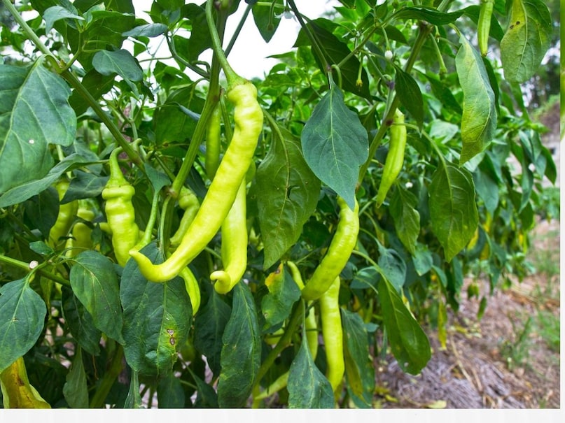 chilli crops, threat of pests on chilli crops, chilli crops pests, chilli pests, tips and trciks, farming tips, chilli farming,  Root rot in chilli , chilli farming tips , chilli prevention tips from root rot, जड़ सड़न रोग के उपाय , मिर्च जड़ सड़न रोग टिप्स , एग्रीकल्चर न्यूज