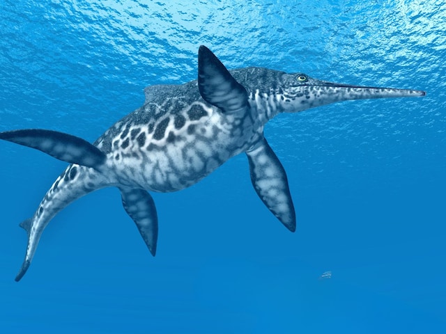 ichthyosaur-401-Canva-2025-04-dda18b4a947c948b5fdb129f45ff3f64 Scientists got the skeleton of 13 million years old pregnant Ichathyosor.