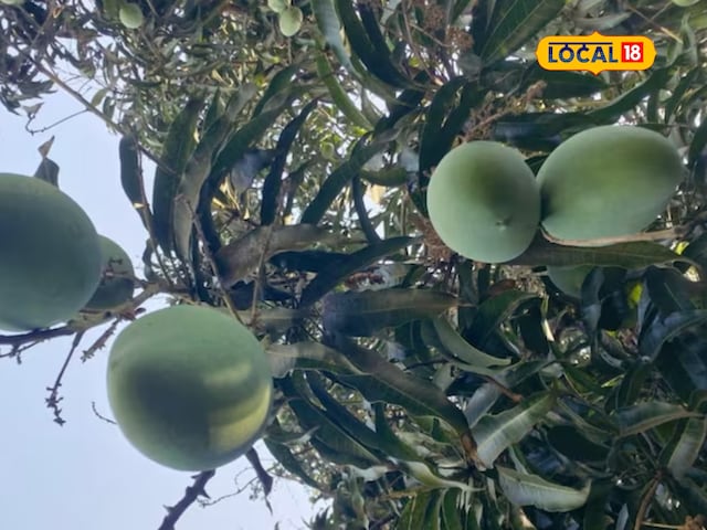 आम आम