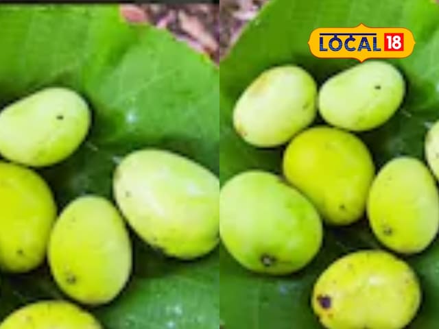 Neither must have heard nor tasted! This is the forest mango, which will make the market mangoes fade after eating Neither must have heard nor tasted! This is the forest mango, which will make the market mangoes fade after eating