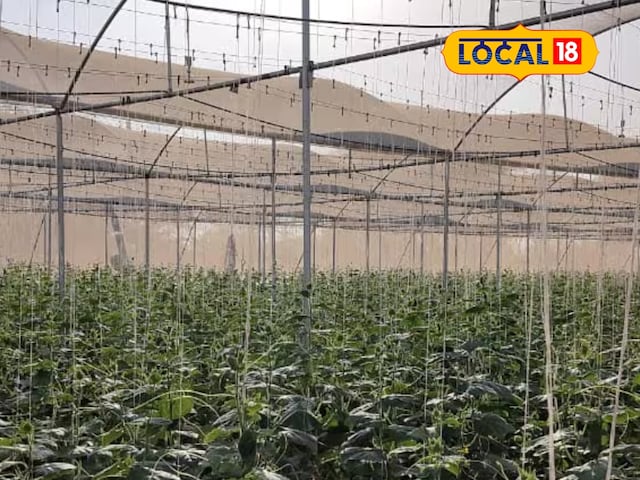 किसान ने नेट हाउस में उगाए खीरे, 70% सब्सिडी से कमाया लाखों, बन गए मिसाल!
