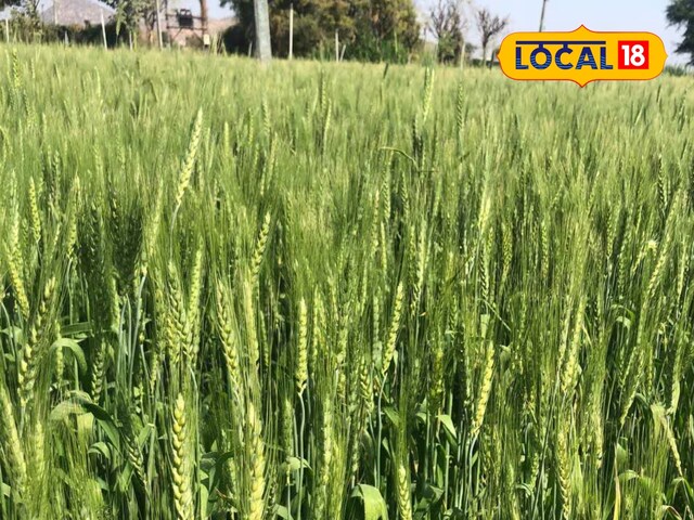 M.Com किसान का शानदार आइडिया, कम जमीन से 1 लाख की कमाई,इस प्रकार की गेहूं उगाई