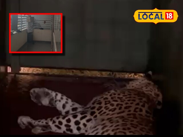 images-2025-04-03T223319.098-2025-04-2a1664b106c587372a6b1ceb8bdb3719 The leopard entered inside the house, but instead of being afraid, made a plan quickly and the whole family survived! Know how?