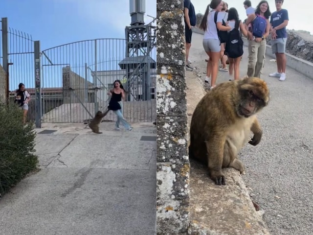monkey-attack-girl-video-2025-04-8dbb1a2774aaa31be06cc651e9e79de2 The girl who went to hang out with friends, the monkey fell behind, hiding behind the wall, the animals ready to attack further!