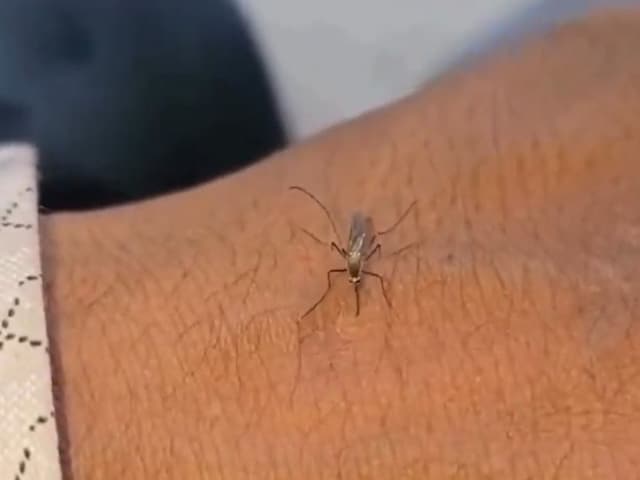 mosquito-bite-hand-viral-video-2025-04-edb0f23b7605bfb4b8c9c4d7bac96e2a 'The whole mosquito society is embarrassed!' The mosquito sitting on the hand, but could not suck blood, stung the sting as soon as he sinks in the skin!