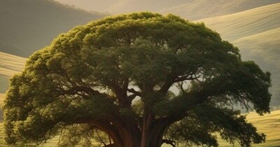 लाल चंदन की खेती.