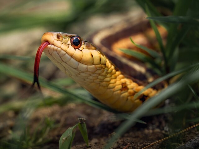 smallest-snake-2025-04-ca9a3901e95027e63101ebfa2fe716be The only snake in the world, the child produces without a male, people get misunderstanding!