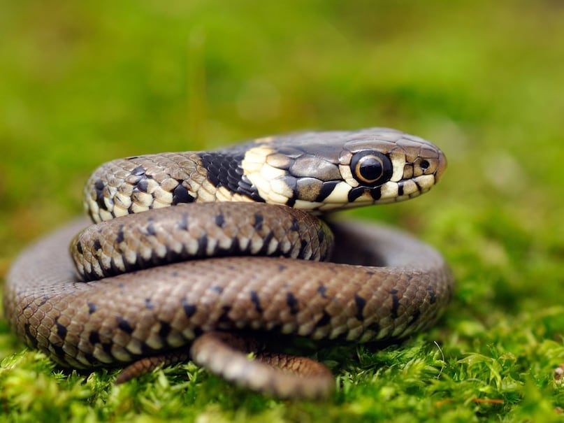 snake snake