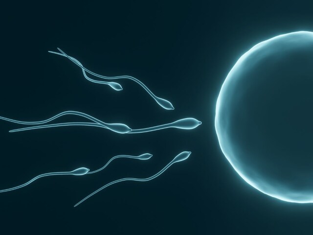 sperm-racing-2025-04-11220e52bd1d1d1f04d441aea2770b3a Sperm will be raced instead of humans, strange race going to happen, thousands of viewers will gather like a cricket match!