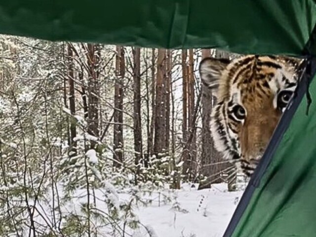 tiger-outside-tent-2025-04-92c8e1ce32ee27946248795938bfeb82 On the icy mountain, the person installed tents, was resting inside, then the stir out, the shining eyes were seen!