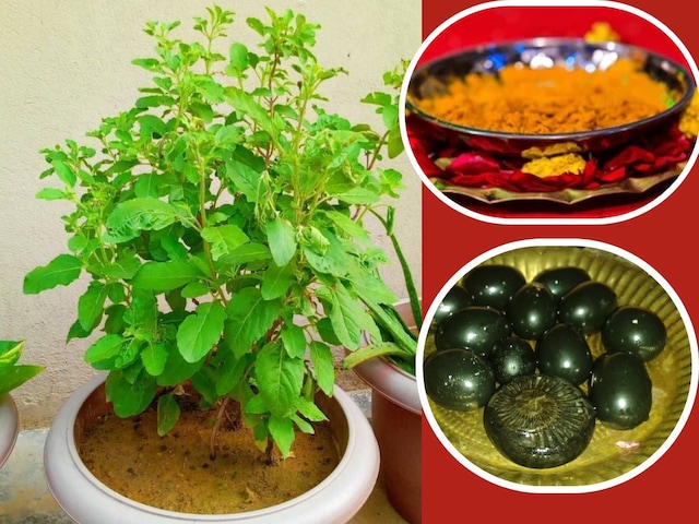 Tulsi Plant Puja Vidhi: तुलसी के पास रख दें ये चमत्कारी चीज, चमक जाएगी किस्मत Tulsi Plant Puja Vidhi: तुलसी के पास रख दें ये चमत्कारी चीज, चमक जाएगी किस्मत