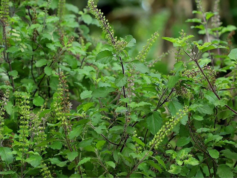 Gardening Tips,Tulsi plant care during monsoon,How to protect Tulsi in rainy season,Neem oil spray for Tulsi,Best time to water Tulsi,Tulsi pruning tips,Rainy season plant care, तुलसी के पौधे की देखभाल,बारिश में तुलसी की देखभाल कैसे करें,तुलसी पौधे की सुरक्षा टिप्स,तुलसी की छंटाई कब करें,तुलसी में कीट से बचाव,बरसात में तुलसी को बचाने के उपाय,