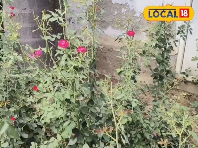 गुलाब की खेती से मुनाफा, जानिए कैसे एक फूल बन सकता है आपकी कमाई का जरिया… गुलाब की खेती से मुनाफा, जानिए कैसे एक फूल बन सकता है आपकी कमाई का जरिया…