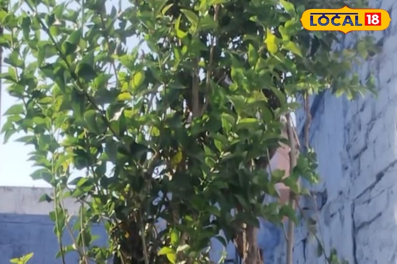 इस पेड़ पर, देवता बसे हुए हैं, दर्द का दुश्मन और इन बीमारियों का समय 7 1000130206 watermark 20052025 212136 2025 05 f45c04fd6bbd057b931bff0f08082515