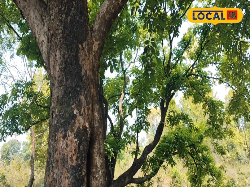 घुटनों-पीठ का दर्द छू-मंतर, 2 मिनट में राहत देने वाला बीज, जानें फायदें और रेट