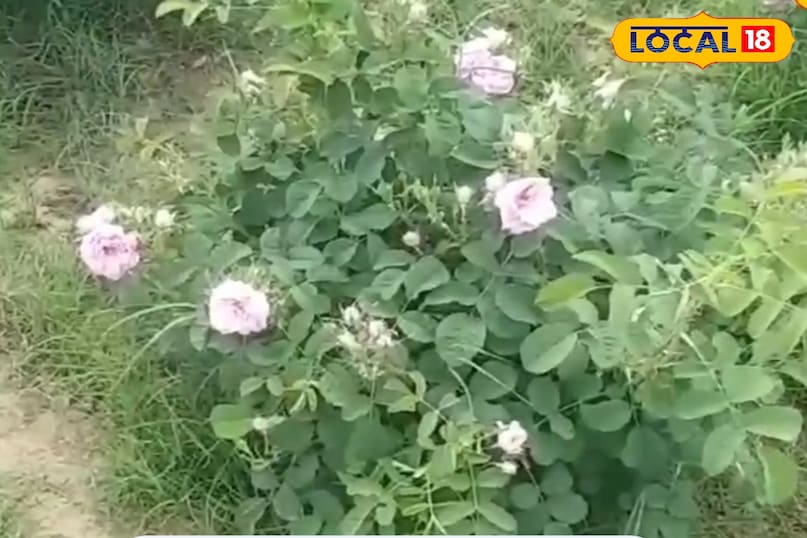 यह व्यक्ति गुलाब जल, गुलकंद, सिरप और इत्र, बम्पर कमाई करता है 6 1001428662 watermark 18052025 132338 2025 05 48f79aa64144ea40620ee53d2cbe5f26