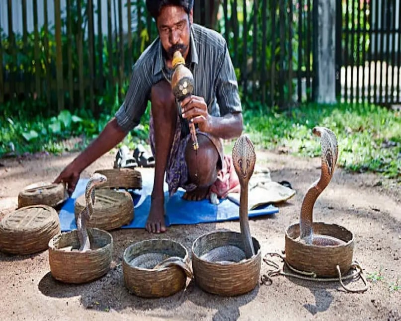 आपको यह जानकर आश्चर्य होगा कि सांपों के कोई बाहरी कान नहीं होते. इसका मतलब ये है कि वे मनुष्यों की तरह आवाजें नहीं सुन सकते. फिर आखिर बीन की ध्वनि को वो कैसे समझते हैं? इसके पीछे जो आश्चर्यजनक तथ्य है, वो कुछ और ही कहता है. वैज्ञानिक तथ्यों के आधार पर आप समझ जायेंगे कि सांप का नृत्य वास्तव में एक प्रकार की प्रतिक्रिया है, जो राग नहीं बल्कि कंपन में छिपी है!(AI Generated) आपको यह जानकर आश्चर्य होगा कि सांपों के कोई बाहरी कान नहीं होते. इसका मतलब ये है कि वे मनुष्यों की तरह आवाजें नहीं सुन सकते. फिर आखिर बीन की ध्वनि को वो कैसे समझते हैं? इसके पीछे जो आश्चर्यजनक तथ्य है, वो कुछ और ही कहता है. वैज्ञानिक तथ्यों के आधार पर आप समझ जायेंगे कि सांप का नृत्य वास्तव में एक प्रकार की प्रतिक्रिया है, जो राग नहीं बल्कि कंपन में छिपी है!(AI Generated)