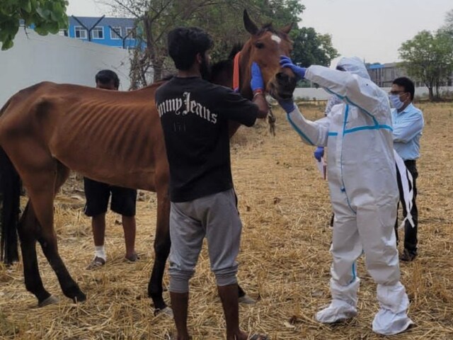 रेस कोर्स के लिए लाए गए 8 घोड़ों की मौत, एनिमल लवर्स ने जताई हत्या की आशंका