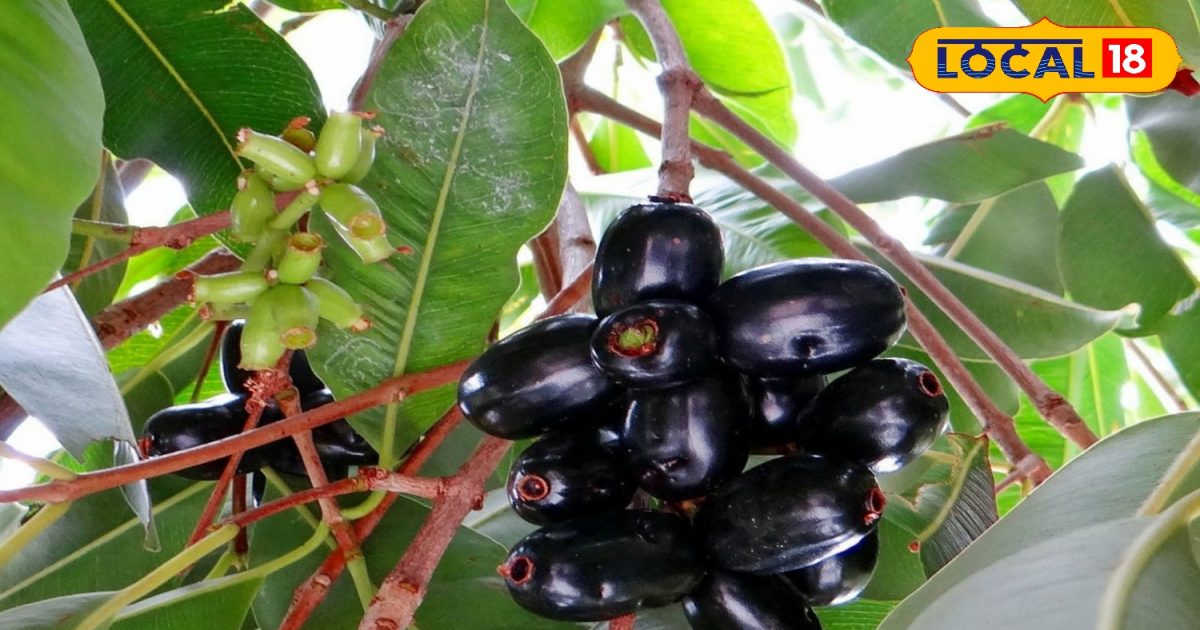 सेहत के लिए बूस्टर से कम नहीं है इस फल का बीज, जानें इसके अनगिनत फायदे